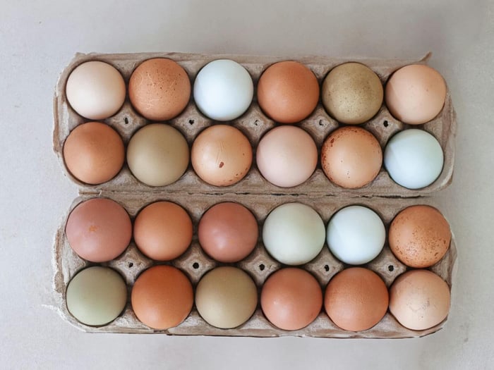Chicken Egg Color Guide: Breeds That Lay Them