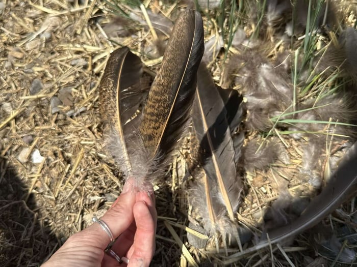 Chicken Predators Every Chicken Keeper Should Know About