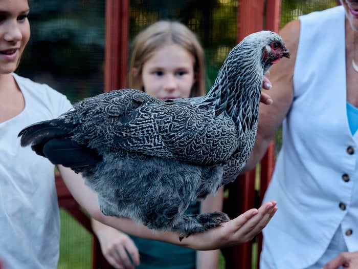 Backyard Chicken Myths That You Shouldn't Believe