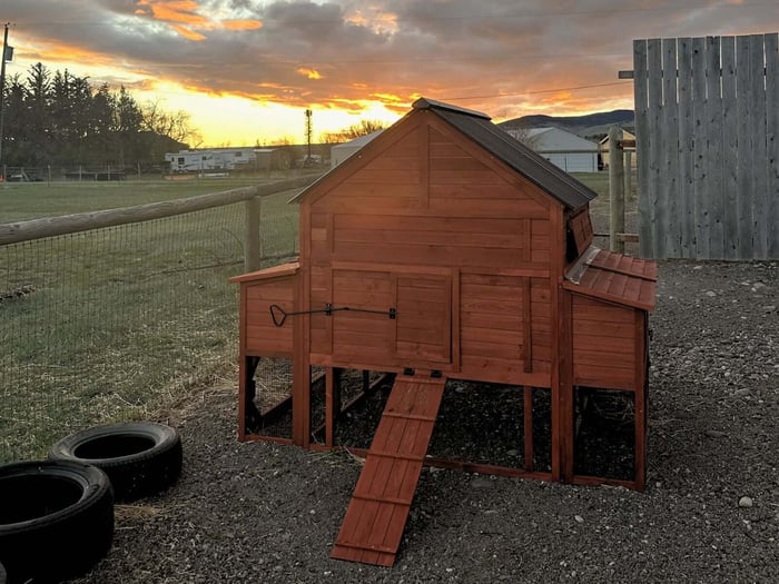 Summer Chicken Care: Your Backyard Bucket List