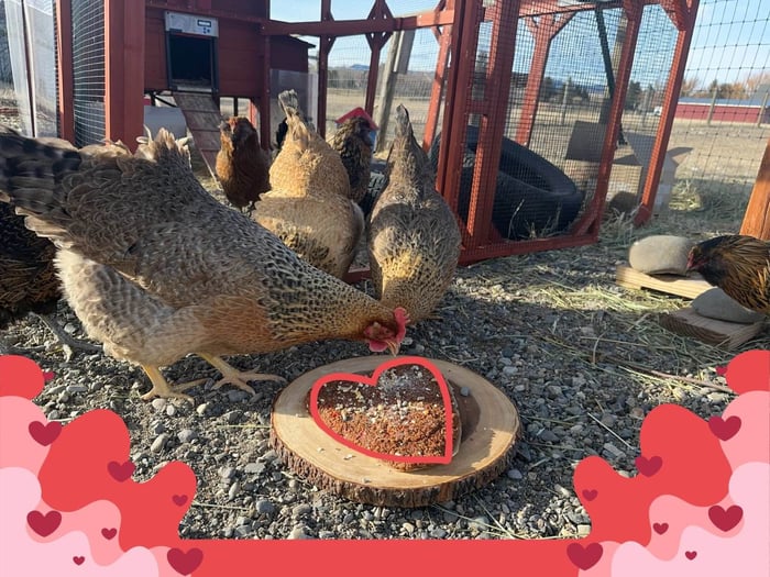 Valentine’s Treats for Chickens