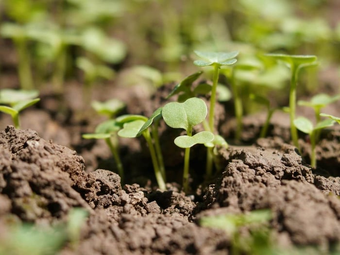 Prepare Your Backyard for Spring (With Your Chickens)