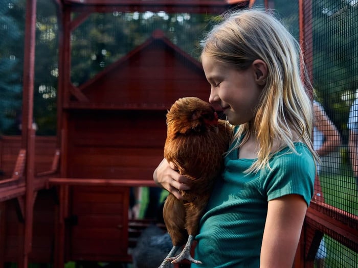 Benefits of Backyard Chickens, Beyond The Eggs