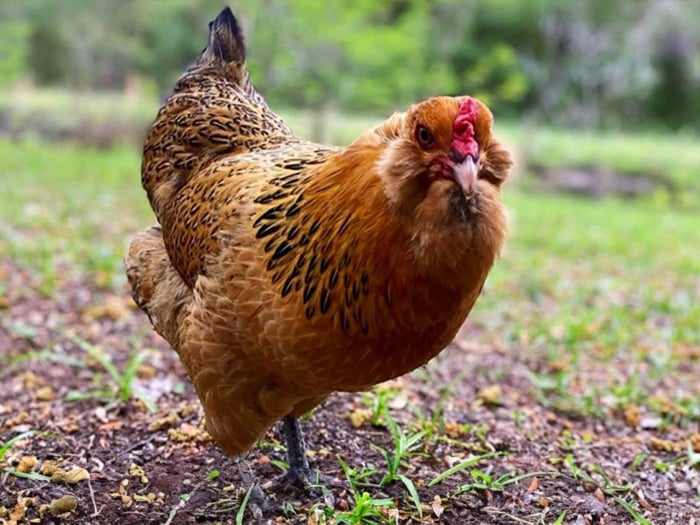 Free Ranging Chickens in Spring: How to Let Your Flock Roam Safely