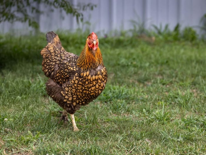 What Chicken Breeds to Add to Your Flock This Year