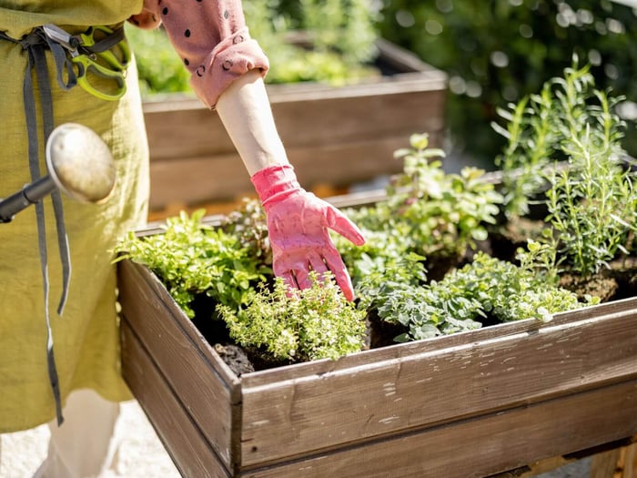 Best Herbs and Flowers to Grow for Chickens (and Which to Avoid)