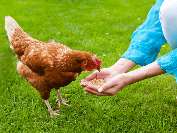 The Top 10 Friendliest Chicken Breeds