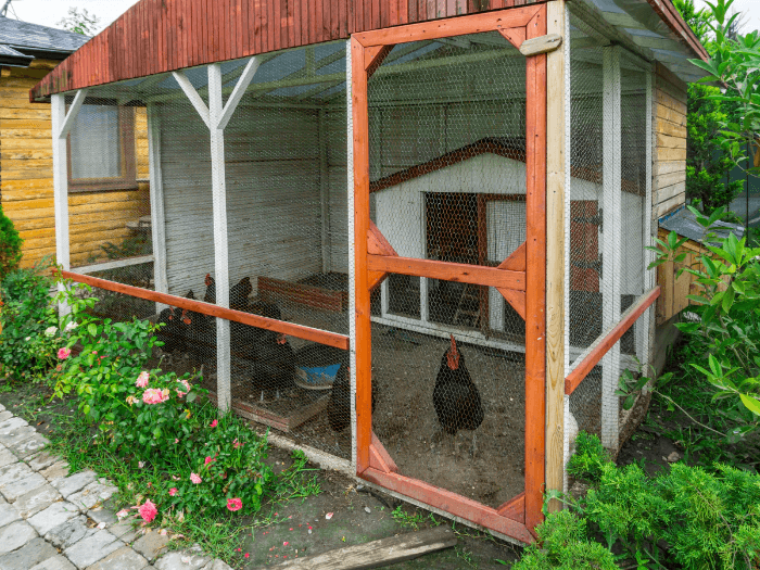Backyard Chickens in Suburbs