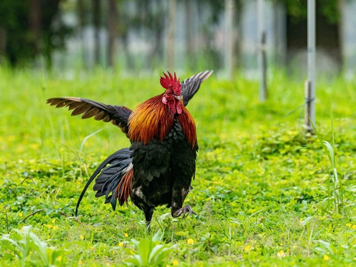 Can Chickens Fly? The Truth About Your Backyard Flock
