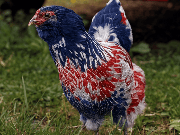 Why Backyard Chickens Are One of the Most American Pet