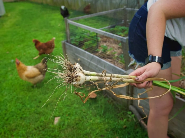 Chicken Manure Fertilizer: The Science Behind It