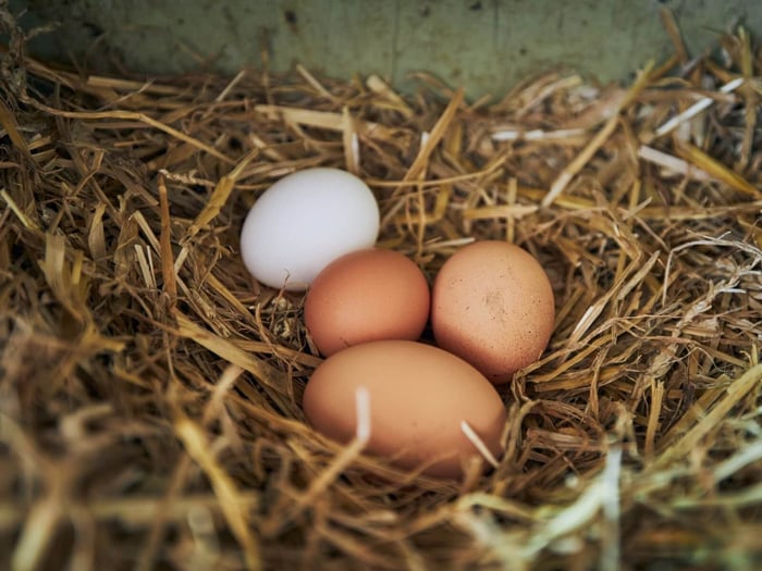 Summer Egg Storage: How long do fresh eggs last