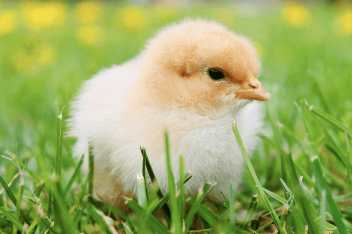An Essential Guide to Setting up a Chicken Brooder