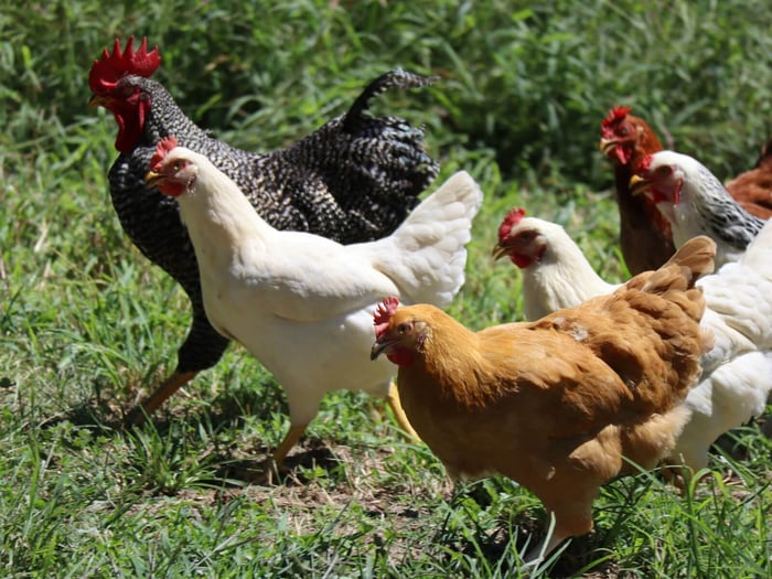 Pecking Order & How to Prevent Bullying in Chickens