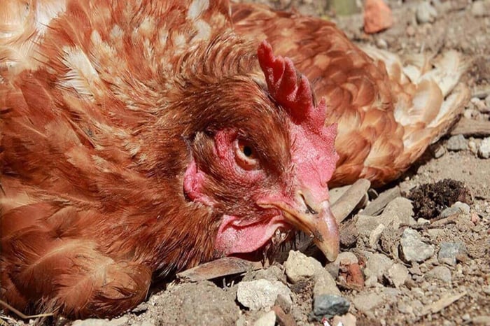 Coccidiosis in Chickens