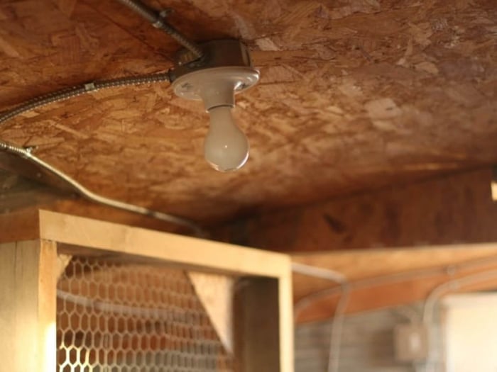 Using Artificial Light to Help Chickens Lay Eggs: Let's Talk About It