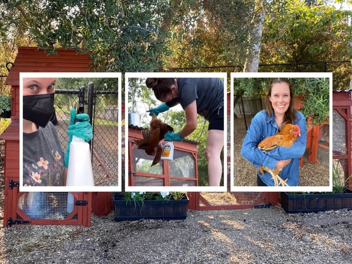 When Paige’s Flock Faced Chicken Mites