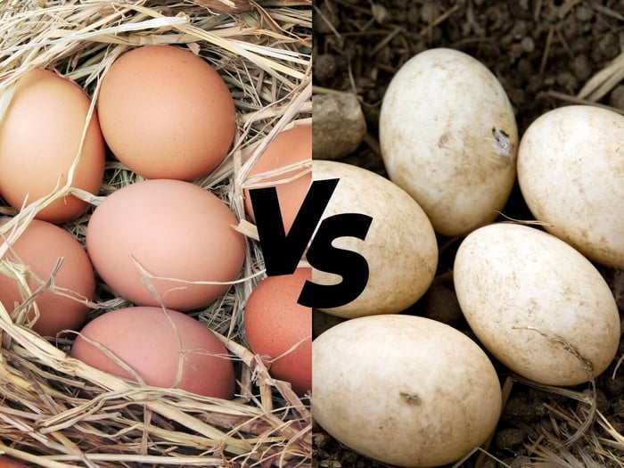 Duck Eggs vs Chicken Eggs: What’s the Difference?