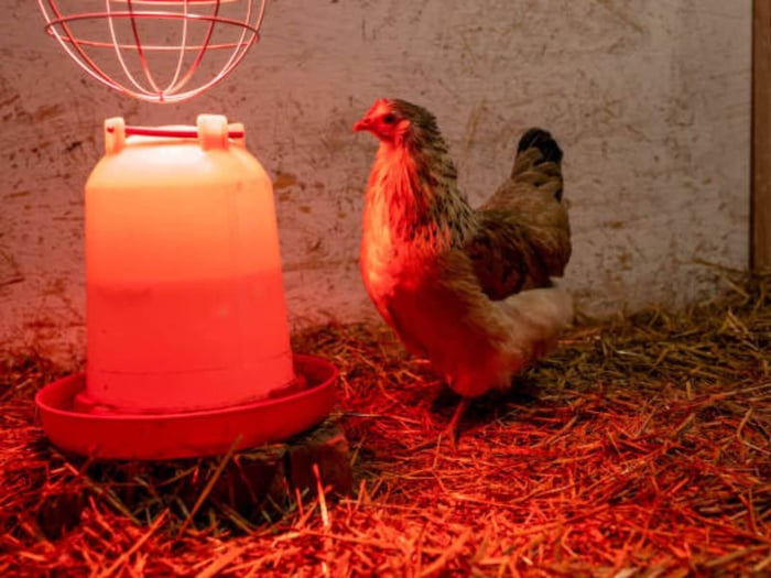 Heat Lamps for Chickens: Let's Talk About it