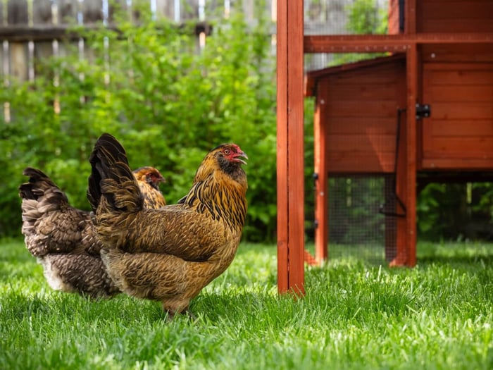 Why the Easter Egger Chicken Is the Best Beginner Breed
