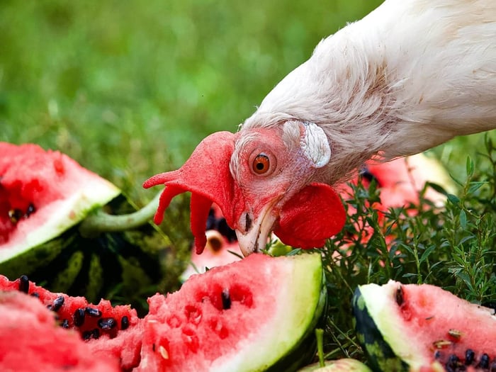 Can Chickens Eat Watermelon? A Guide to Summer Treats