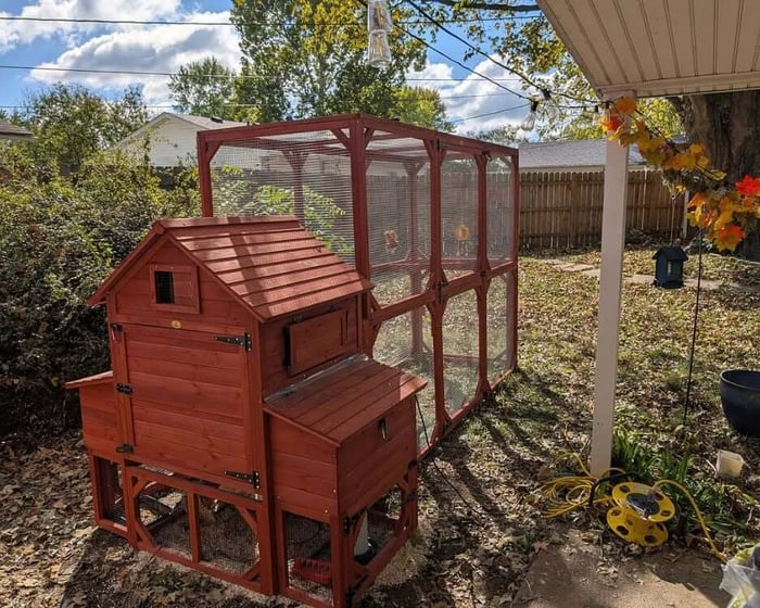 Leaving Chickens While on Vacation: A Complete Guide
