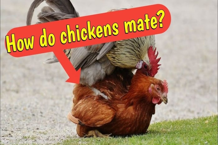 How Do Chickens Mate? A Guide for Backyard Chicken Owners