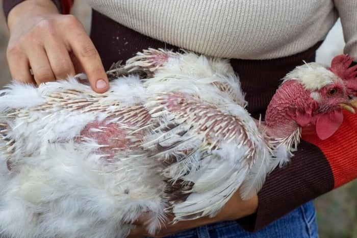 The Ultimate Guide to Understanding Chicken Molting