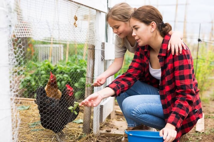 Discover Self-Sufficiency by Raising Backyard Chickens