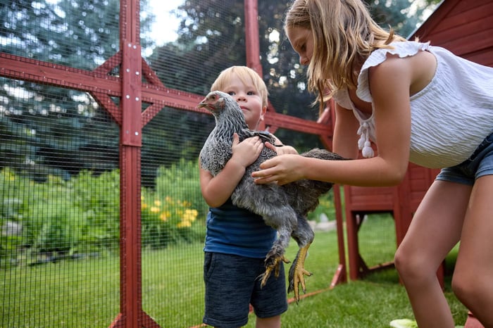 The Best Chicken Breeds for Kids