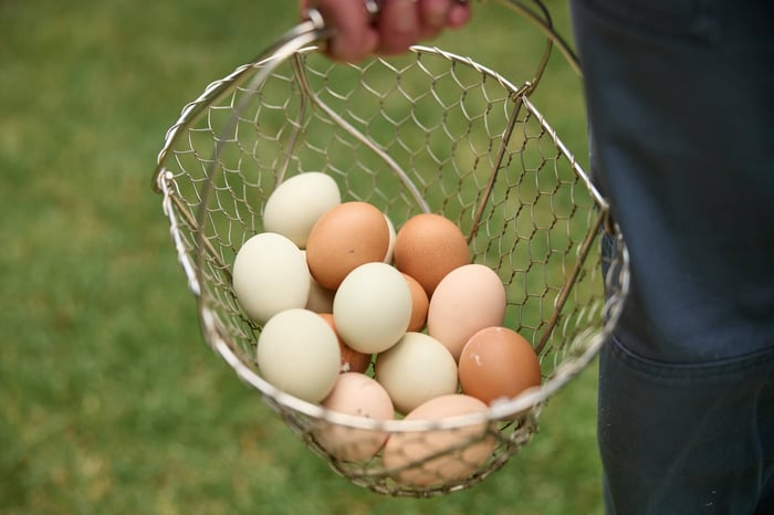 How Often Do Chickens Lay Eggs?