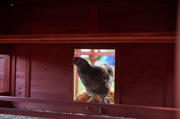 Chicken Coop Ventilation for Winter: Preventing Humidity and Frostbite
