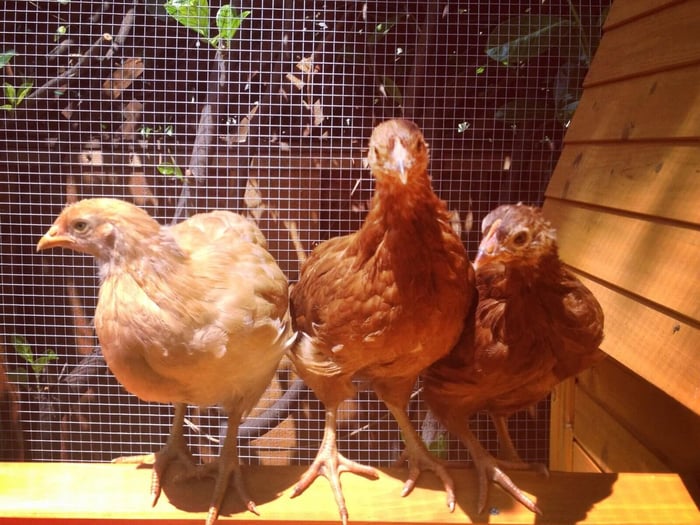 Introducing Chicks to Your Flock: A Guide for a Smooth Integration