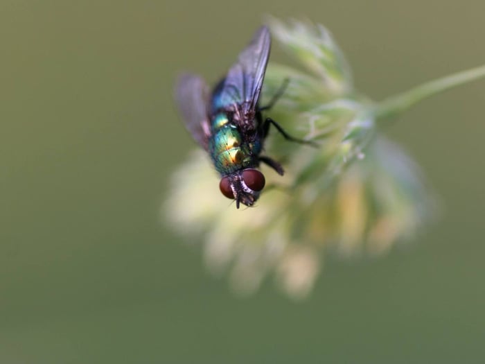 A Backyard Chicken Keeper’s Guide to Fly Control