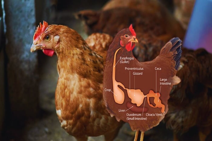 How to Prevent & Treat Sour Crop in Chickens