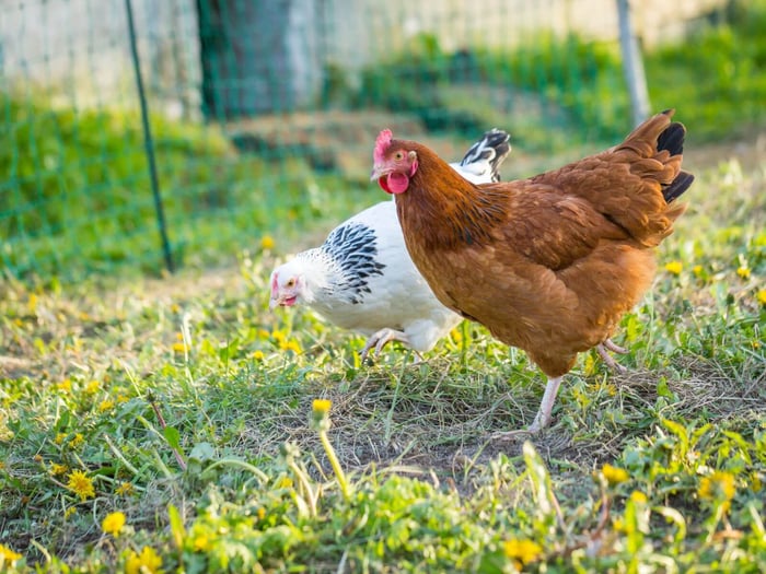 Spring Cleaning For Your Chicken Coop