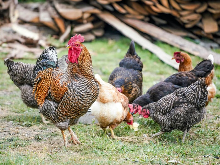 Top 4 Steps For Sustainable Chicken Farming