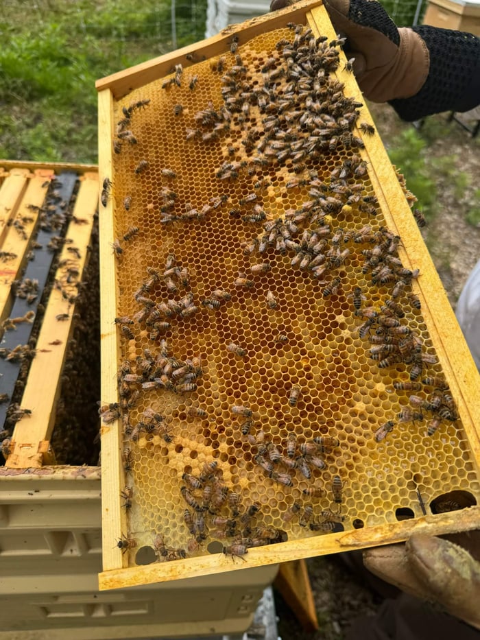 Inside Manhattanville’s Buzzing Beehives