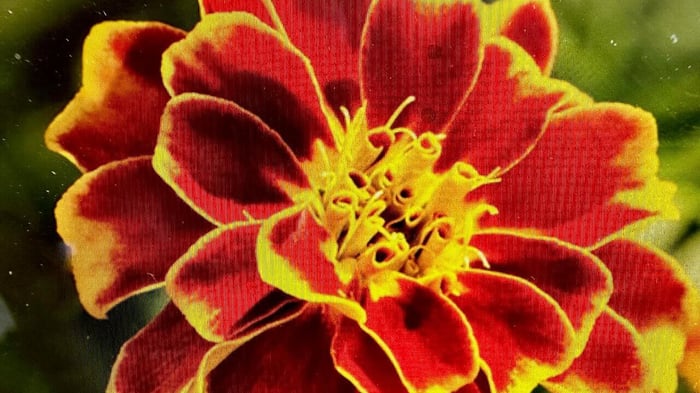 Close up photo of orange and yellow marigold flower
