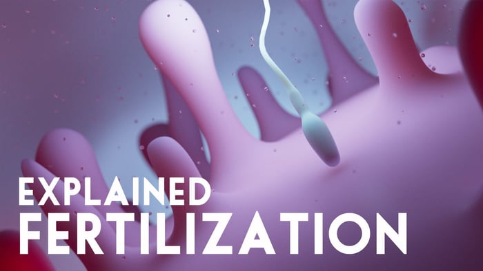 Conception explained. Fertilization and Implantation.