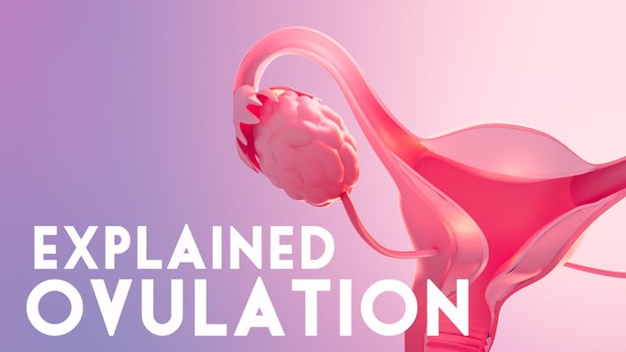 Ovulation explained