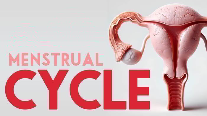 Illustration of female reproductive anatomy labeled 