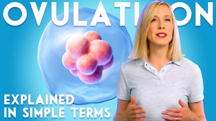 Ovulation explained in simple terms