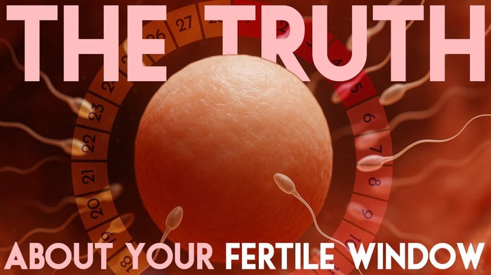 Illustration of an egg surrounded by sperm with a circular menstrual cycle calendar in the background. Large bold text reads “THE TRUTH” at the top and “ABOUT YOUR FERTILE WINDOW” at the bottom, highlighting the concept of fertility awareness.