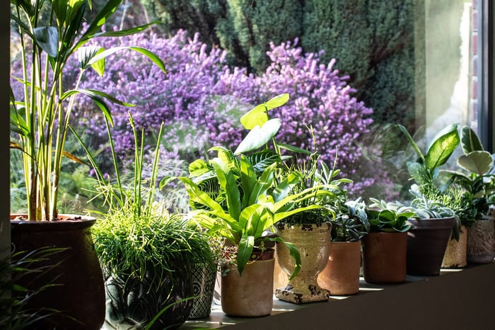 Which plants are best in the kitchen?