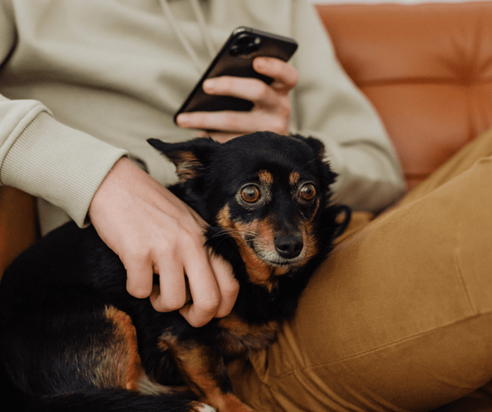 pet friendly hardwood flooring