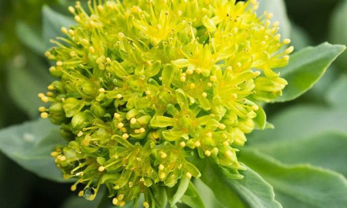 Rosenwurz: Die Pflanze für mentale und körperliche Stärke