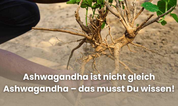 Ashwagandha im Vergleich: Welche Form wirkt wirklich – und was ist nur Hype?