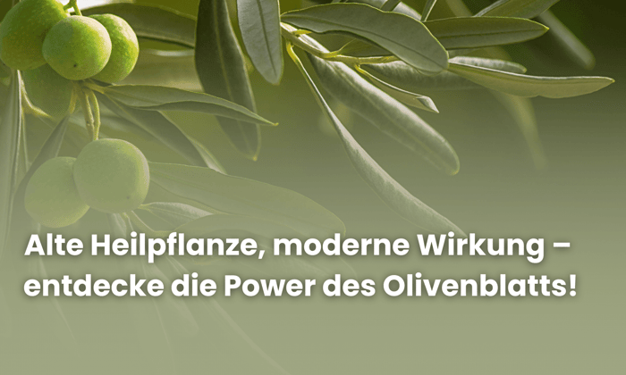 Olivenblattextrakt: Altbewährt und doch unterschätzt – was wirklich hinter dem grünen Blatt steckt