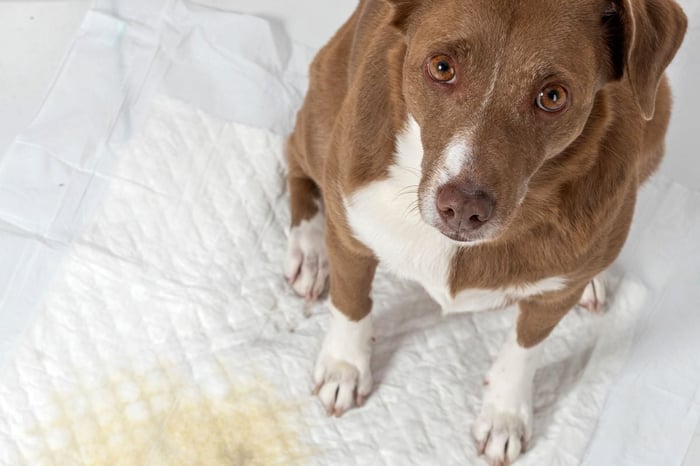 Inkontinenz bei Haustieren